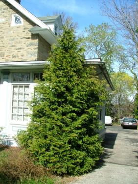 My Favorite Shrubs & Bushes for The Philadelphia Area - Newtown Square PA  from Robert J. Kleinberg Landscape Design