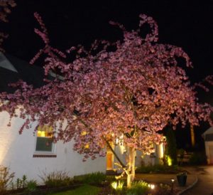 crab apple tree in bloom