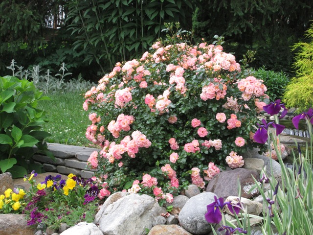 Peach Drift Rose