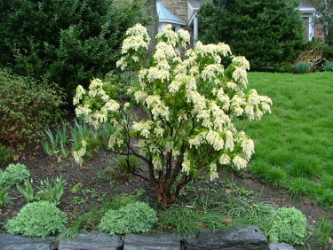 My Favorite Shrubs & Bushes for The Philadelphia Area - Newtown Square PA  from Robert J. Kleinberg Landscape Design