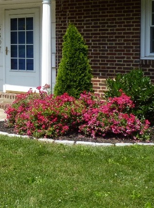 My Favorite Shrubs & Bushes for The Philadelphia Area - Newtown Square ...