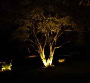 Japanese Maple tree at night with LED lights