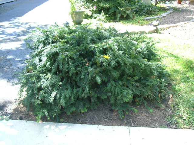 My Favorite Shrubs Bushes For The Philadelphia Area Newtown