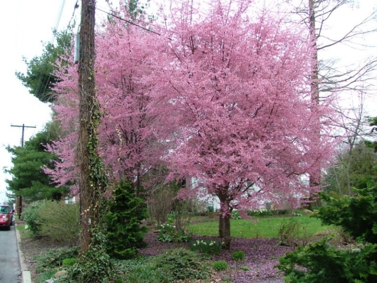 My Favorite Flowering Trees for The Philadelphia Area Newtown Square