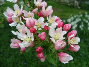 crabappleblooms_small.jpg