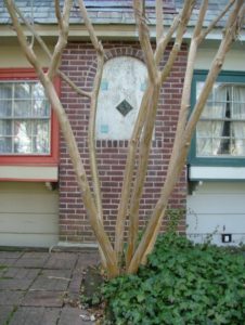 crapemyrtlebarkinwinter_small.jpg