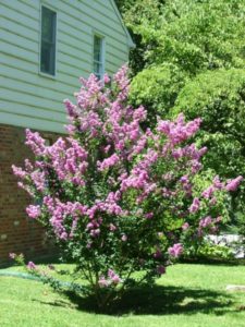 crapemyrtleinbloom_small.jpg