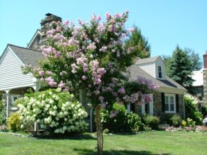 crapemyrtleinbloom2_small.jpg