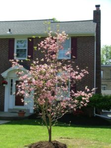 dogwoodpink_small.jpg