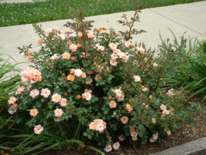 shrub rose 1.jpg (75167 bytes)