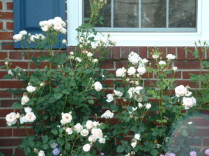 shrub rose 4.jpg (76996 bytes)